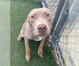 American Pit Bull Terrier-Unknown Mix Dogs for adoption in Texas City, TX, USA