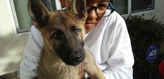 German Shepherd Dog-Unknown Mix Dogs for adoption in Lakewood, CA, USA
