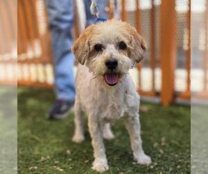 Cocker Spaniel-Unknown Mix Dogs for adoption in Las Vegas, NV, USA
