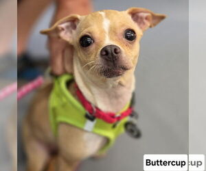 Rat-Cha Dogs for adoption in Princeton, MN, USA