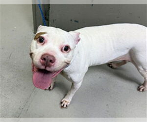 Mutt Dogs for adoption in Sanford, FL, USA