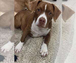 American Pit Bull Terrier-Unknown Mix Dogs for adoption in Conroe, TX, USA