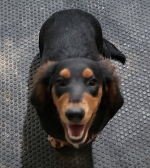 Dachshund-Unknown Mix Dogs for adoption in Peoria, AZ, USA