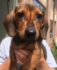 Dachshund Dogs for adoption in Pottstown, PA, USA