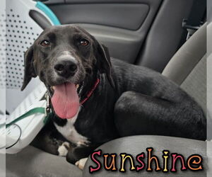 Beagle-Unknown Mix Dogs for adoption in House Springs, MO, USA