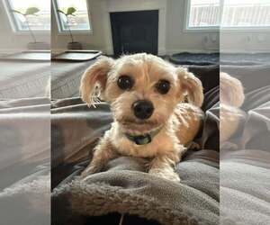 Mutt Dogs for adoption in Greenville, SC, USA