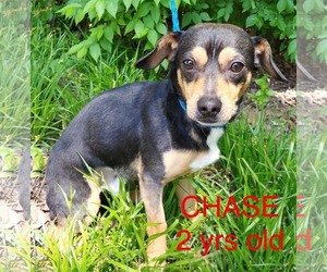 Chiweenie Dogs for adoption in pomfret, CT, USA