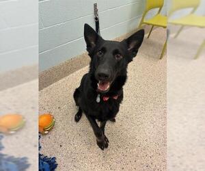 German Shepherd Dog Dogs for adoption in Brighton, CO, USA