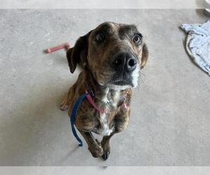 Plott Hound-Unknown Mix Dogs for adoption in Oklahoma City, OK, USA