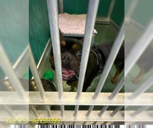 French Bulldog Dogs for adoption in West Palm Beach, FL, USA