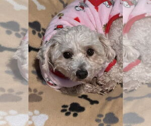 Poodle (Miniature)-Unknown Mix Dogs for adoption in Polson, MT, USA