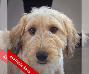Golden Retriever-Unknown Mix Dogs for adoption in Huntley, IL, USA