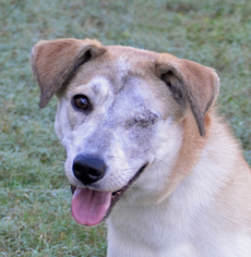 Shiba Inu Dogs for adoption in Englewood, FL, USA