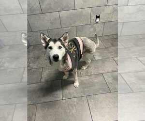 Huskies -Unknown Mix Dogs for adoption in New York, NY, USA