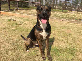 Shepweiller Dogs for adoption in Grovetown, GA, USA