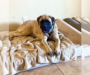 Mastiff Dogs for adoption in Goodyear, AZ, USA