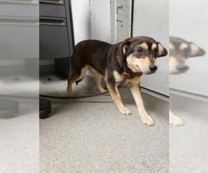 Beagle Dogs for adoption in Palmetto, FL, USA