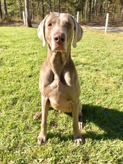 Weimaraner Dogs for adoption in Wagener, SC, USA