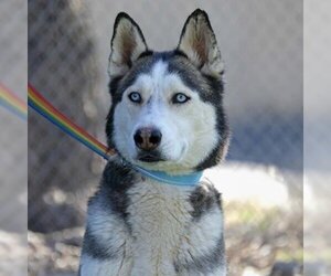 Siberian Husky Dogs for adoption in Camarillo, CA, USA