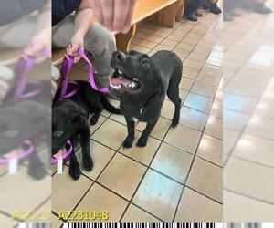 Labrador Retriever-Unknown Mix Dogs for adoption in West Palm Beach, FL, USA