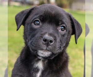 Sheprador Dogs for adoption in Laramie, WY, USA