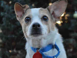 Rat Terrier Dogs for adoption in Pittsburgh, PA, USA