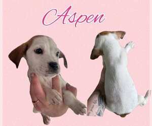 Basset Hound-Unknown Mix Dogs for adoption in Deepwater, NJ, USA