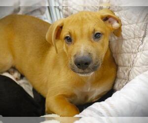 American Staffordshire Terrier-Plott Hound Mix Dogs for adoption in Tallahassee, FL, USA
