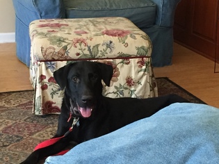 Labrador Retriever-Unknown Mix Dogs for adoption in Warrington, PA, USA