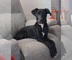Labrador Retriever-Unknown Mix Dogs for adoption in Duluth, MN, USA