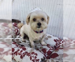 Care-Tzu Dogs for adoption in Royse City, TX, USA