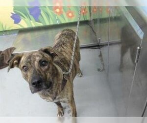Plott Hound Dogs for adoption in Waco, TX, USA
