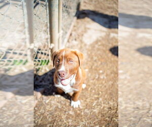 Labrador Retriever-Unknown Mix Dogs for adoption in Shreveport, LA, USA