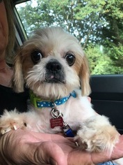 Medium Photo #1 Shih Tzu Puppy For Sale in Forreston, TX, USA