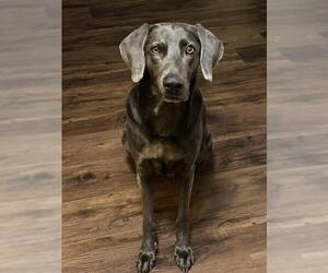 Labrador Retriever Dogs for adoption in Boise, ID, USA