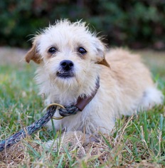 Medium Photo #1 Cairmal Puppy For Sale in El Cajon, CA, USA