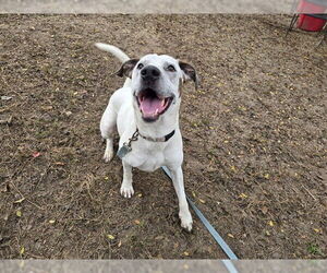 Mutt Dogs for adoption in Ocala, FL, USA