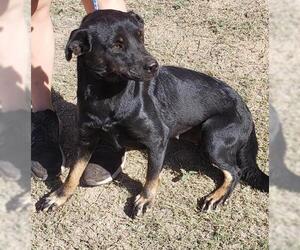 Labrottie Dogs for adoption in Pipe Creek, TX, USA