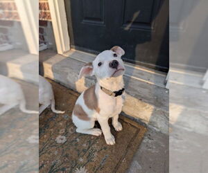 Mutt Dogs for adoption in Sandy, UT, USA