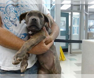 Mutt Dogs for adoption in Oklahoma City, OK, USA