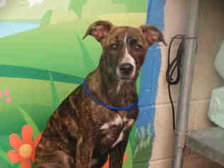Medium Photo #1 American Pit Bull Terrier-Catahoula Leopard Dog Mix Puppy For Sale in Waco, TX, USA