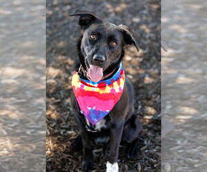 Collie-Labrador Retriever Mix Dogs for adoption in McKinney, TX, USA