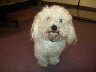 Bichon Frise Dogs for adoption in Long Beach, CA, USA