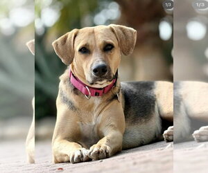 Mutt Dogs for adoption in Shelburne, VT, USA