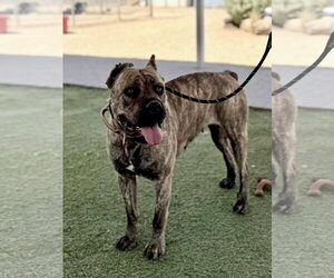 Mutt Dogs for adoption in Goodyear, AZ, USA