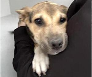 German Shepherd Dog-Unknown Mix Dogs for adoption in Houston, TX, USA