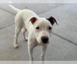 American Pit Bull Terrier-Unknown Mix Dogs for adoption in Tulsa, OK, USA
