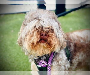 Shih-Poo Dogs for adoption in Orlando, FL, USA