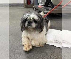 Shih Tzu Dogs for adoption in Forestville, MD, USA
