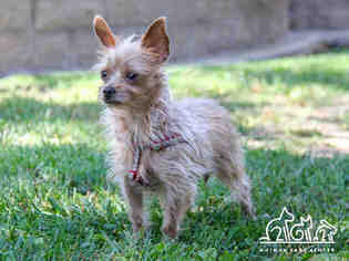 Silky Terrier Dogs for adoption in Irvine, CA, USA